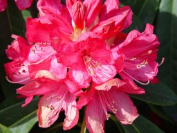Rhododendron