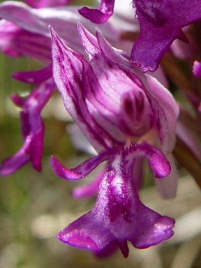 Helm Orchis